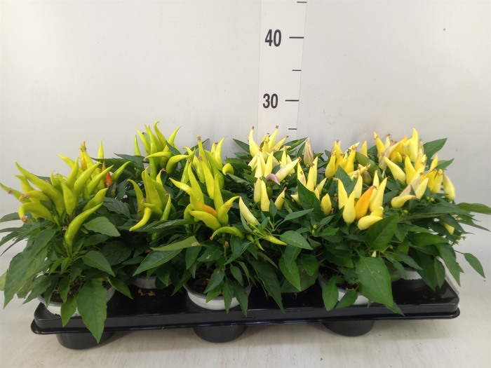 <h4>Capsicum annuum   ...mix</h4>