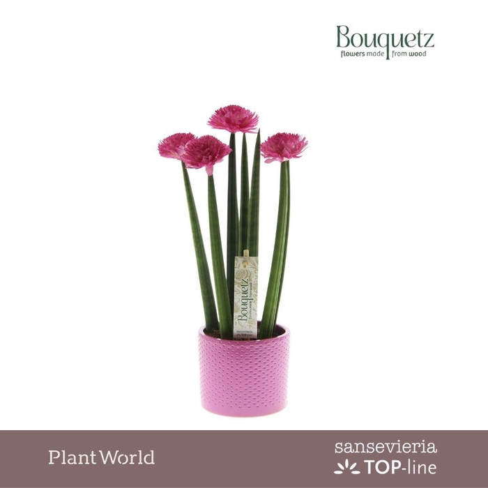 <h4>Sansevieria TOP-line Bouquetz Pink in Dots keramiek</h4>