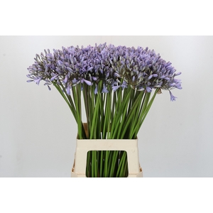 Agapanthus Silberpfeil