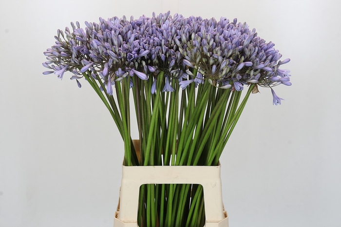 <h4>Agapanthus Silberpfeil</h4>