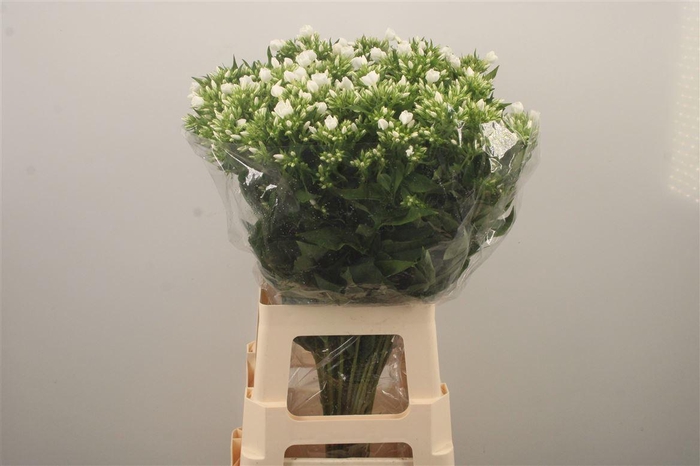<h4>Phlox Whitecap</h4>