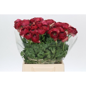Ranunculus Kevin Red
