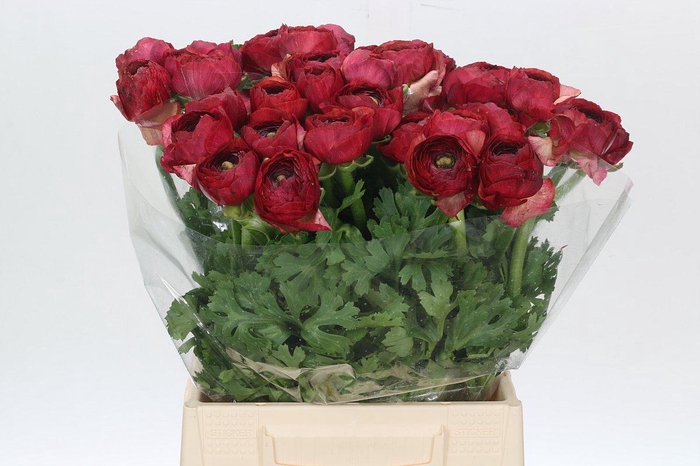 <h4>Ranunculus Kevin Red</h4>