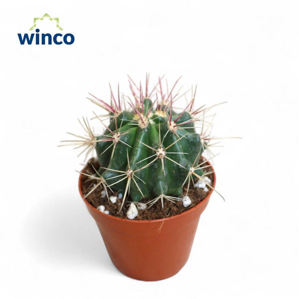 <h4>Ferocactus Stainessi</h4>