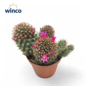 Mammillaria Ernestii Rubrispinus (Flowering)