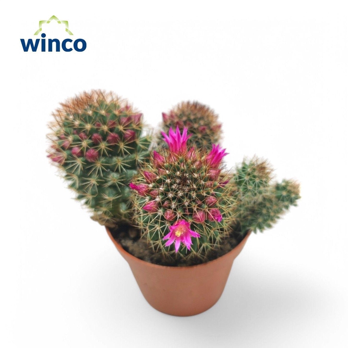 <h4>Mammillaria Ernestii Rubrispinus (Flowering)</h4>