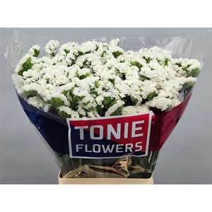 Lim S Wh Starl Wings