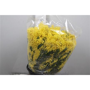 Acacia Mirandol Per Bunch 200 Gram