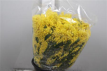 <h4>Acacia Mirandol Per Bunch 200 Gram</h4>