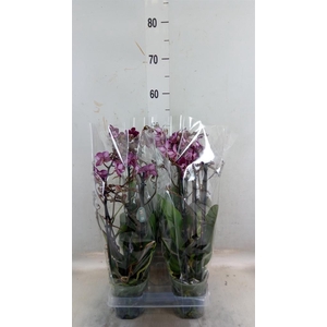 Phalaenopsis   ...