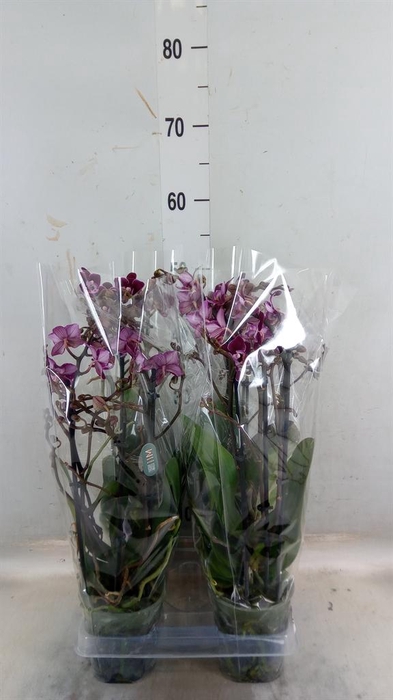 <h4>Phalaenopsis ...</h4>