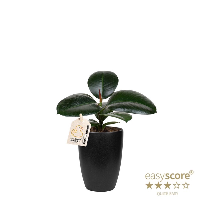 <h4>FICUS ELASTICA P10 SOFIA CLASSIC BLACK</h4>