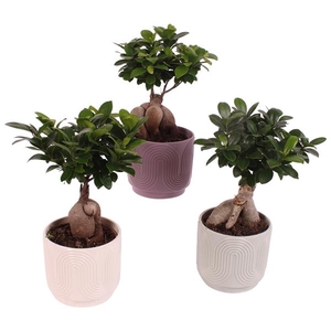 Ficus m. Ginseng Ball Shape Ø12cm in Ø14cm Ceramic SE571