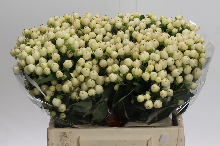 Hypericum Cool Romance