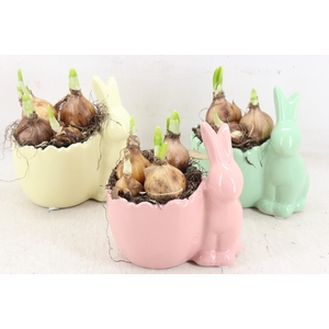 arr4 Narcis PL - Ker. haas x8 mix