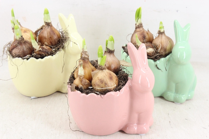 <h4>arr4 Narcis PL - Ker. haas x8 mix</h4>