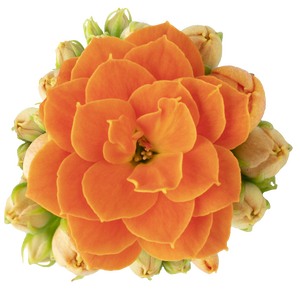 KALANCHOE BLOSSFELDIANA 'MINI' Calandiva Agnes / Orange met papieren hoes
