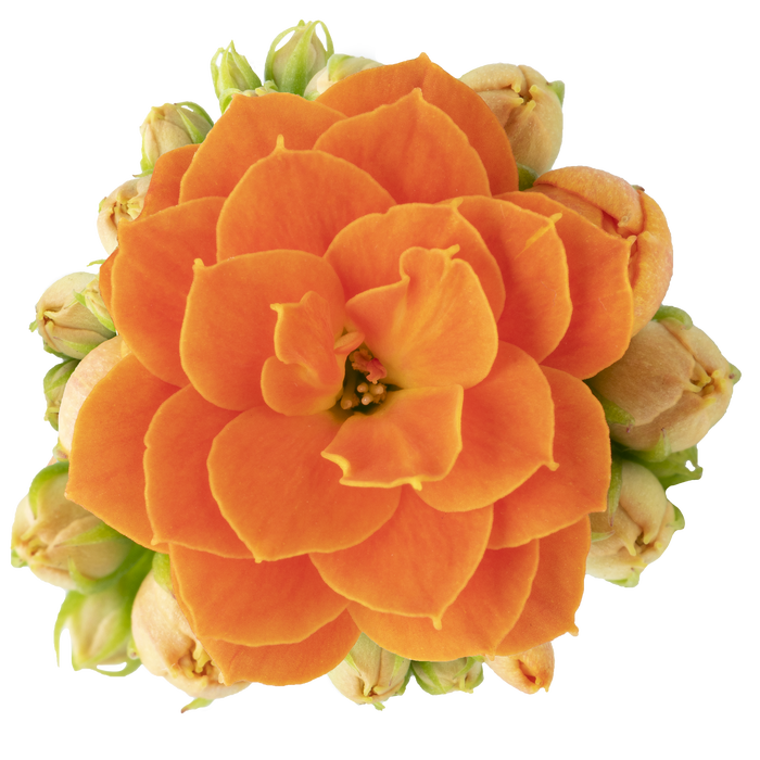 <h4>KALANCHOE BLOSSFELDIANA 'MINI' Calandiva Agnes / Orange met papieren hoes</h4>