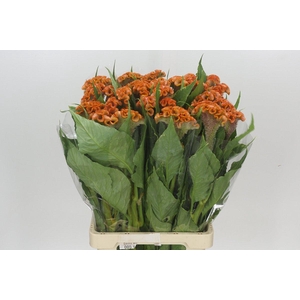 Celosia Cr Bombay Orange