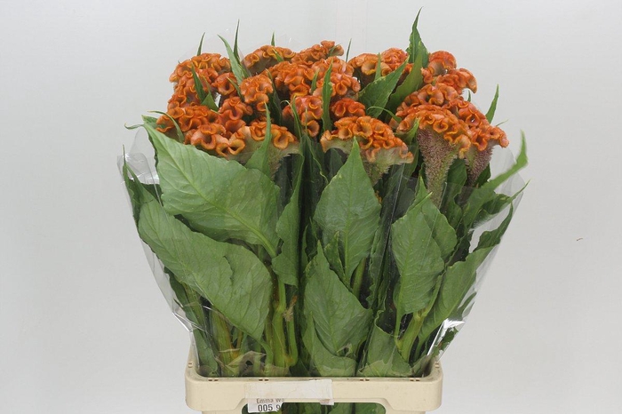 <h4>Celosia Cr Bombay Orange</h4>