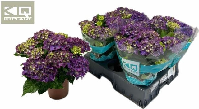 <h4>HYDR M HI OCEAN</h4>