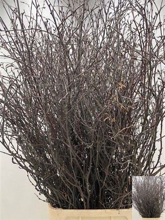 <h4>Betula Extra</h4>