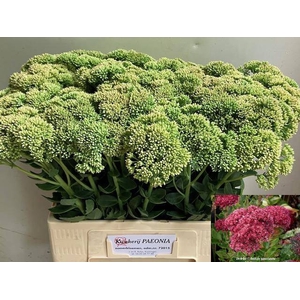 SEDUM SPECTABILE