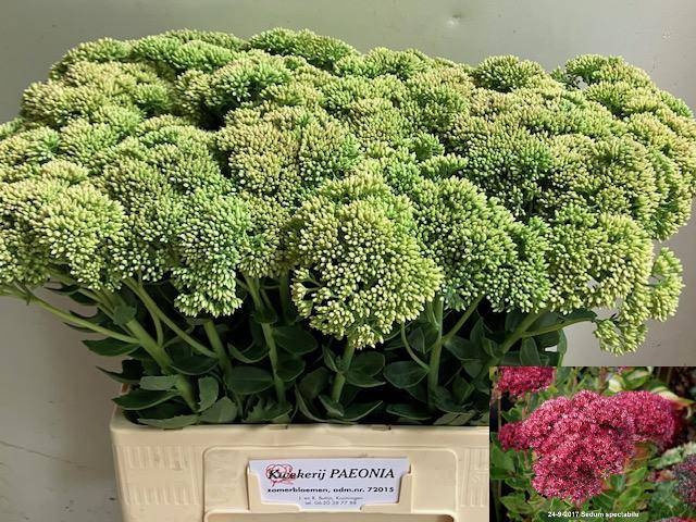 <h4>SEDUM SPECTABILE</h4>
