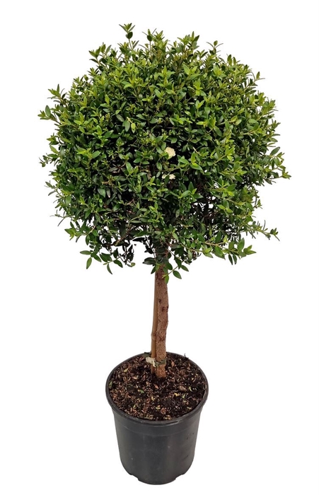 <h4>MYRTUS COM</h4>