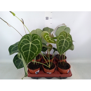 Anthurium clarinervium