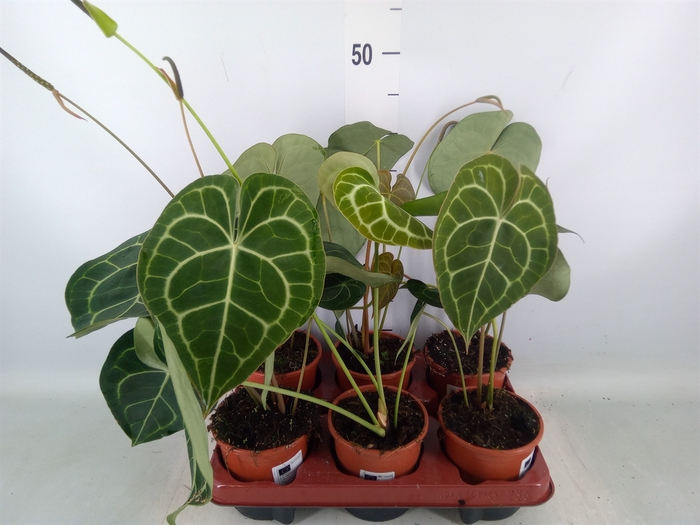 <h4>Anthurium clarinervium</h4>