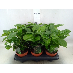 Coffea arabica