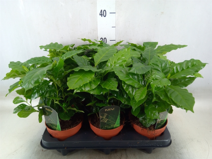 <h4>Coffea arabica</h4>