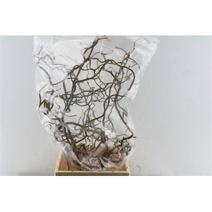 Corylus Av Contorta 60cm X10