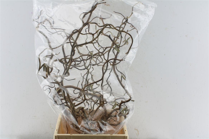 <h4>Corylus Av Contorta 60cm X10</h4>