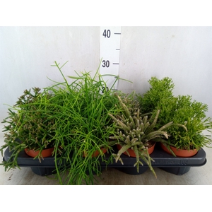 Rhipsalis   ...mix