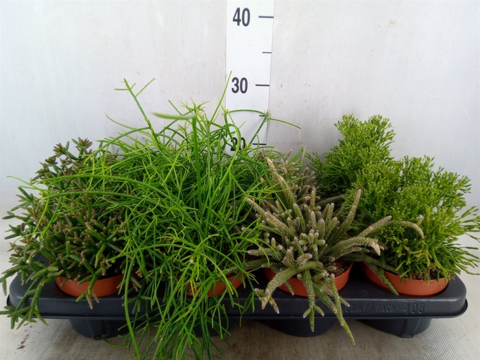 <h4>Rhipsalis   ...mix</h4>