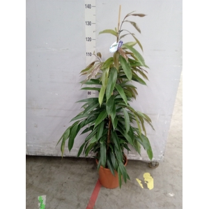 Ficus binn. 'Amstel King'