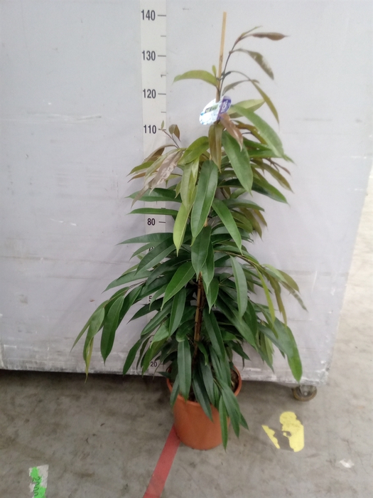 <h4>Ficus binn. 'Amstel King'</h4>