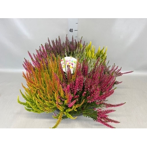 Calluna vulg. 'Beauty L Mosaica'