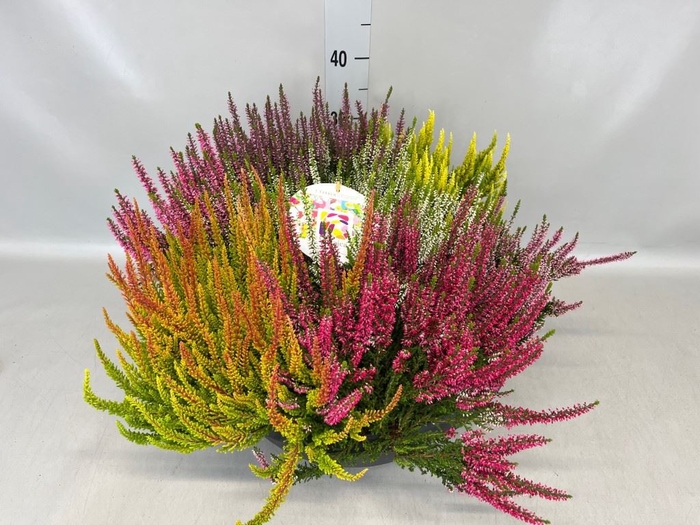 <h4>Calluna vulg. 'Beauty L Mosaica'</h4>
