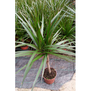 Dracaena overig