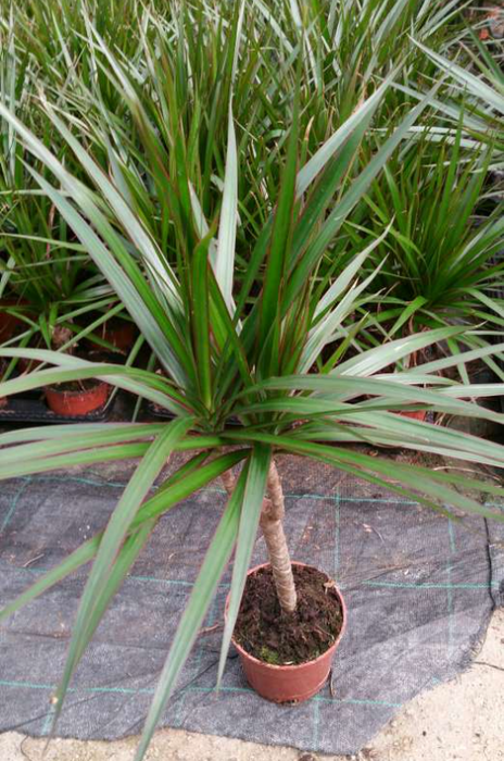<h4>Dracaena overig</h4>