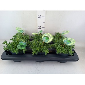 Delosperma echinatum