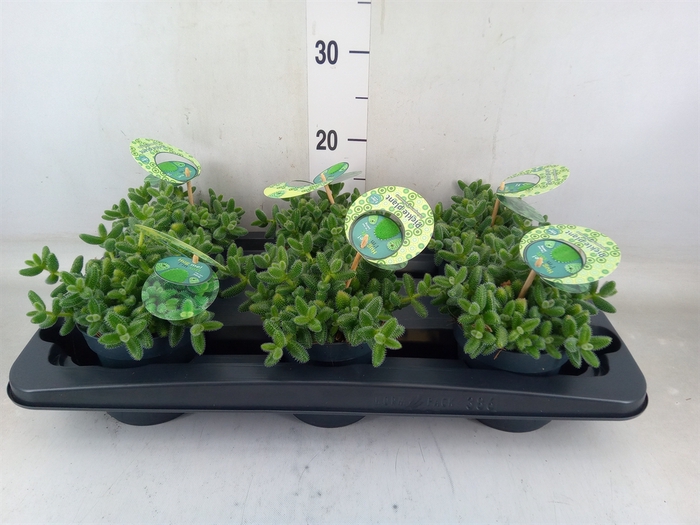 <h4>Delosperma echinatum</h4>