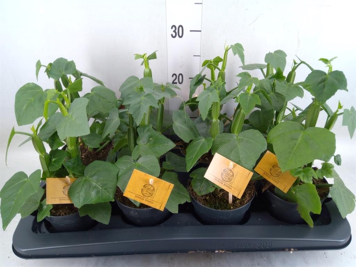 <h4>Cissus   ...</h4>