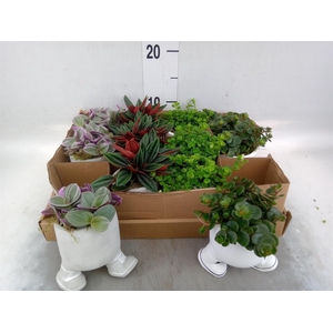 Arr.   Kamerplant Groen L%