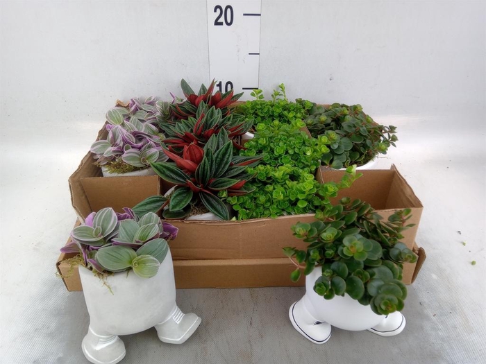 <h4>Arr.   Kamerplant Groen L%</h4>
