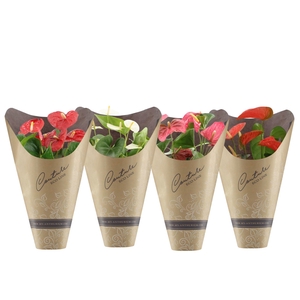 Anthurium 14 cm 4 color mix in Couture Eco Line sleeve