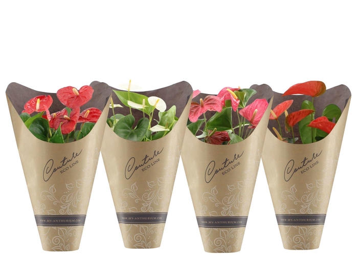 <h4>Anthurium 14 cm 4 color mix in Couture Eco Line sleeve</h4>